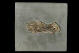 Fossil Ichthyosaur Vertebra Process - Germany #150340-1